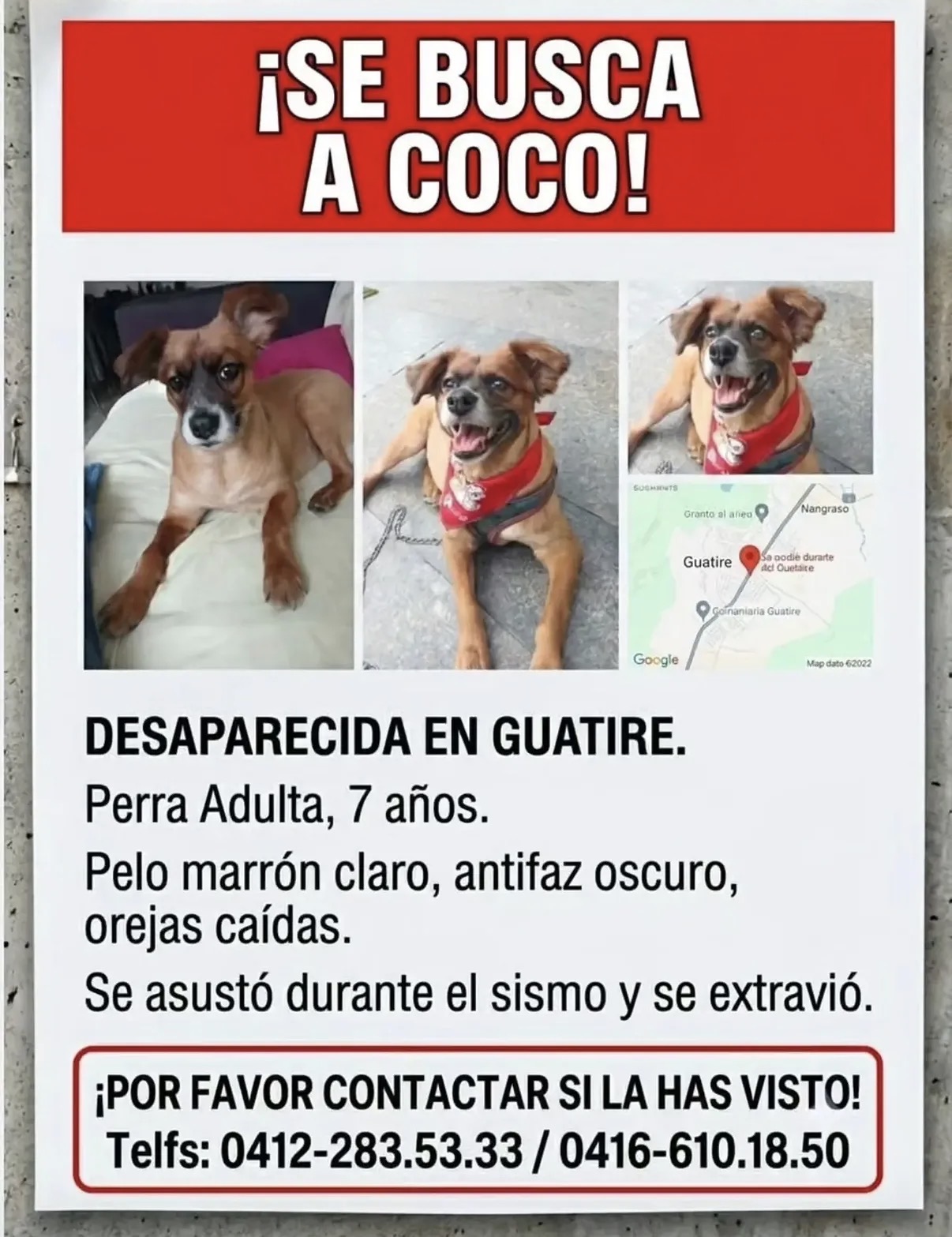 Mascota reportada