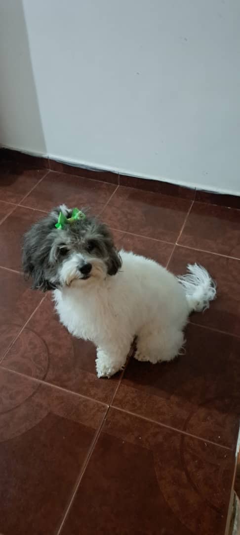 Maya