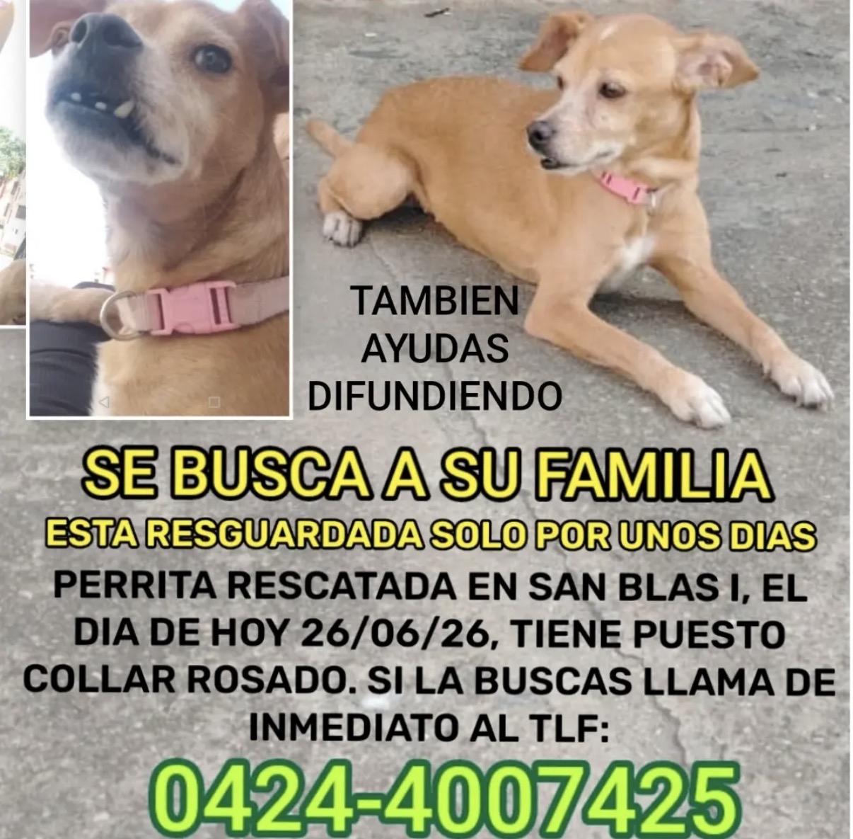 Mascota reportada