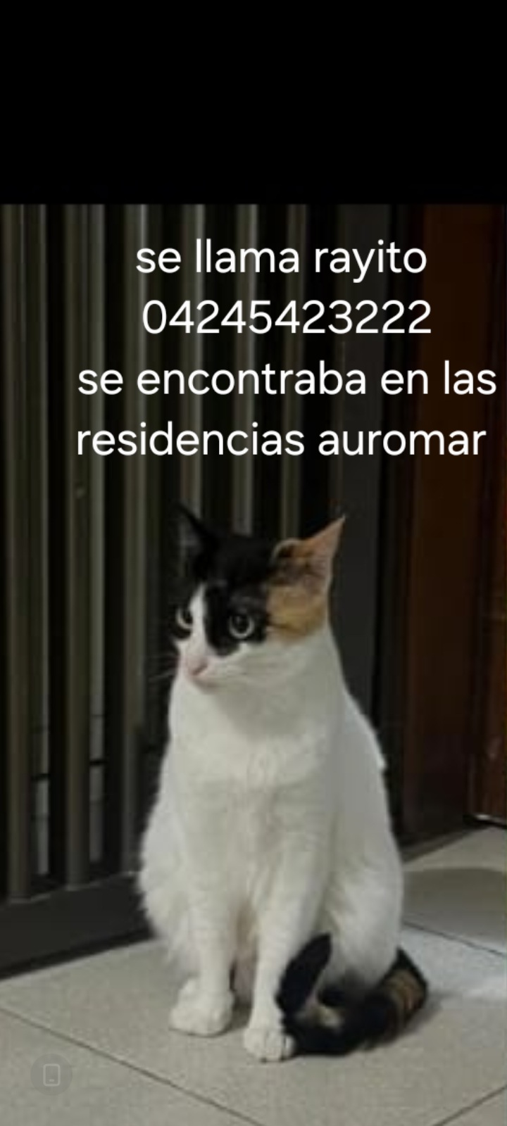 Rayito
