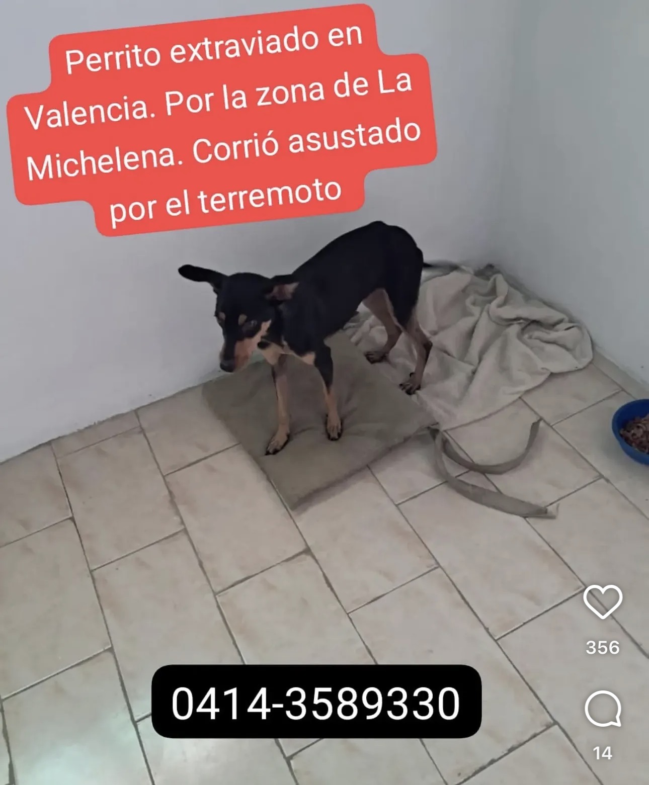 Mascota reportada