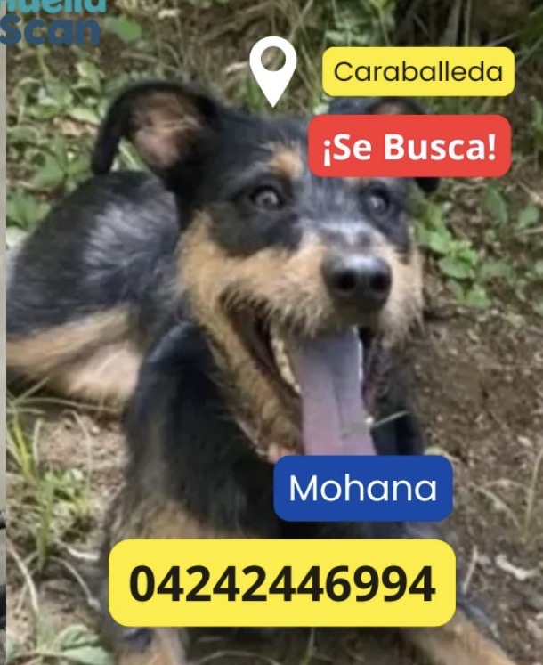 Mohana