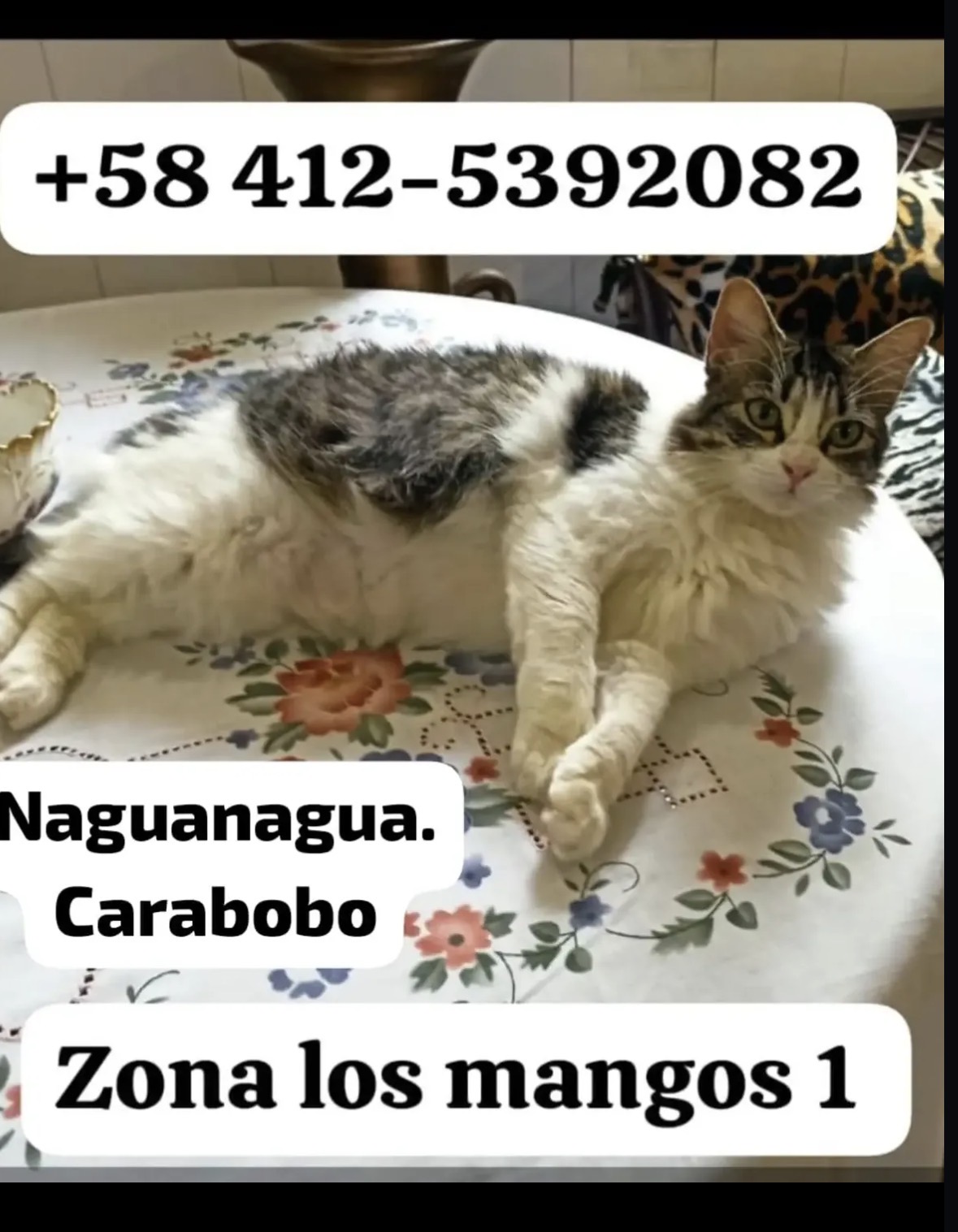 Mascota reportada