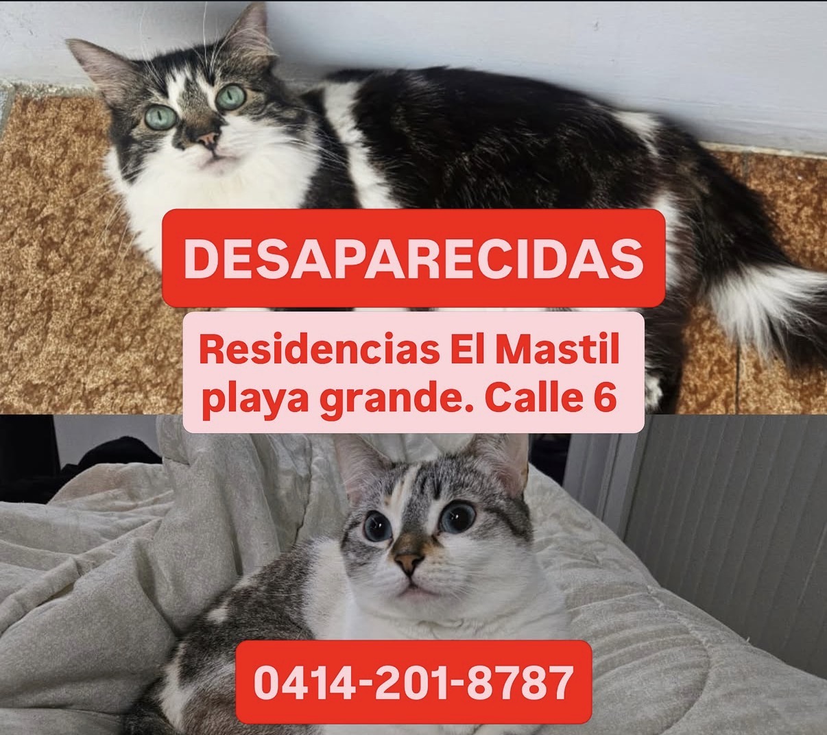Mascota reportada